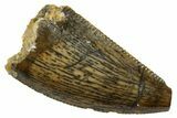 Bargain, Raptor Tooth - Real Dinosaur Tooth #261094-1